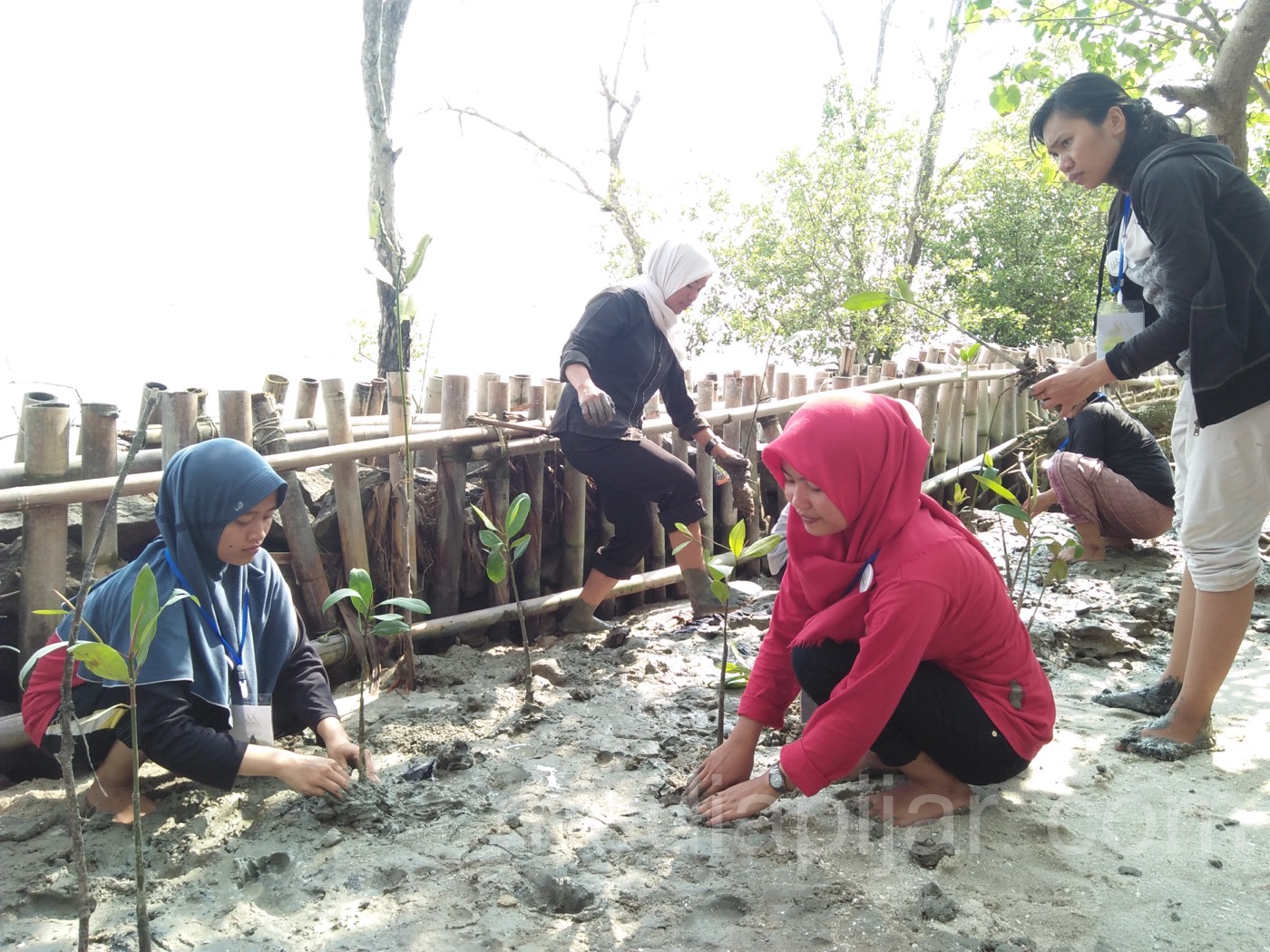 Para Peserta GGC sedang menanam bibit Pohon Mangrove di Bagan Kuala, Serdang Bedagai Minggu (22/10). (Fotografer: Maya Andani)